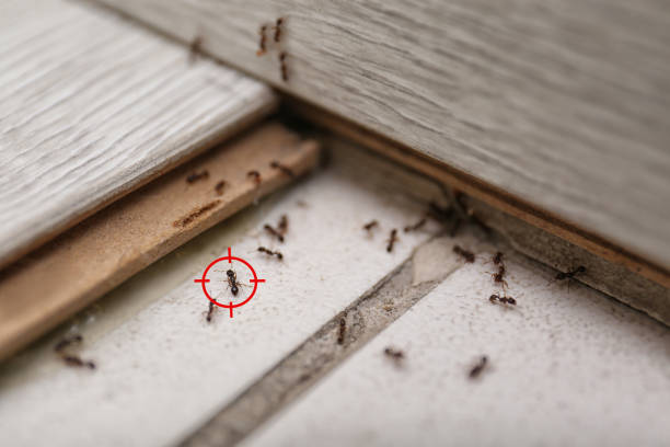 Trusted Ashburn, VA Pest Control Experts